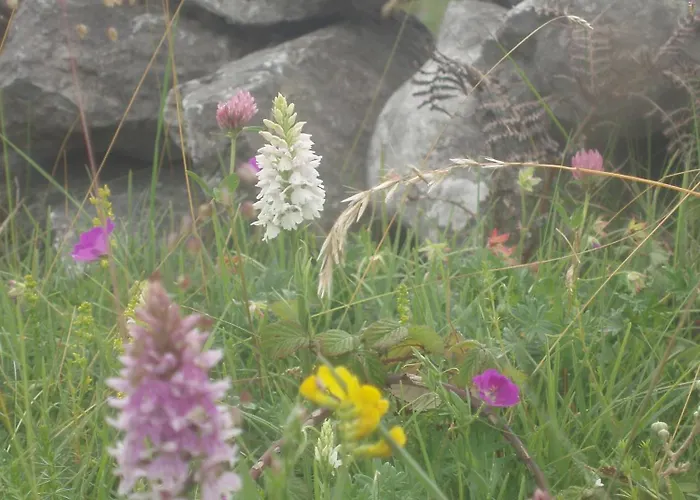 Alojamento de Acomodação e Pequeno-almoço Greenlawn 3*